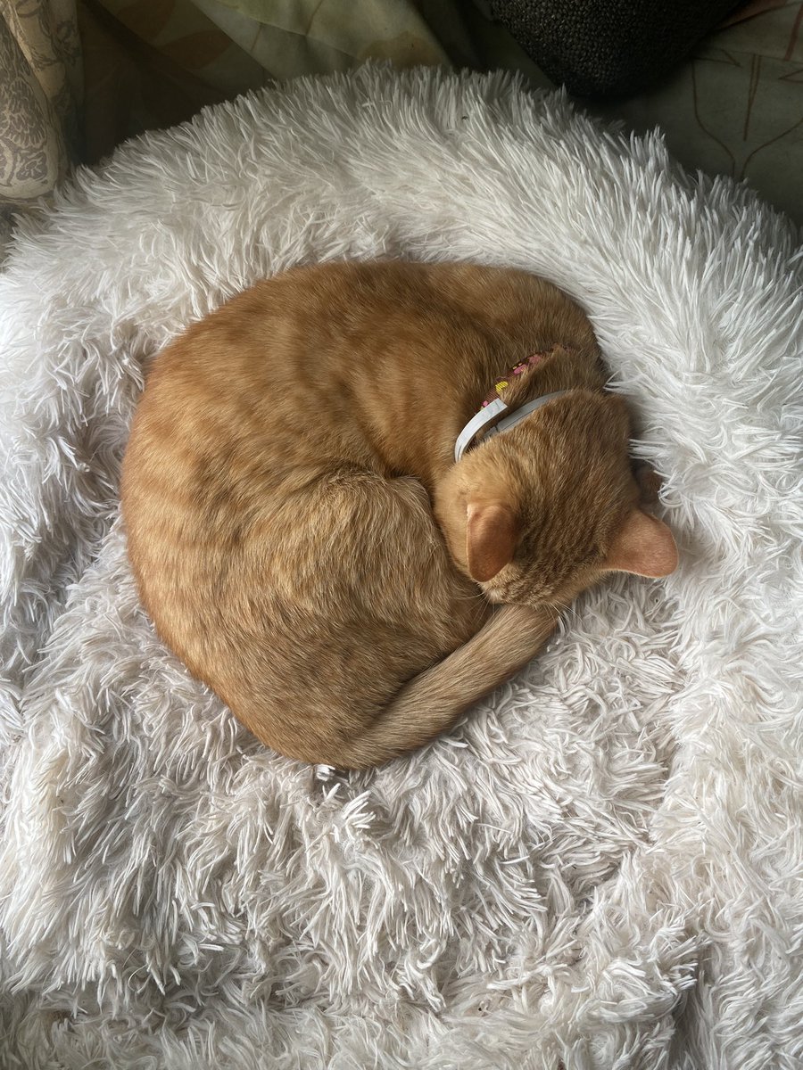 orangeofaman's tweet photo. no bothy. Slepp time https://t.co/L20Io2R1Tz
