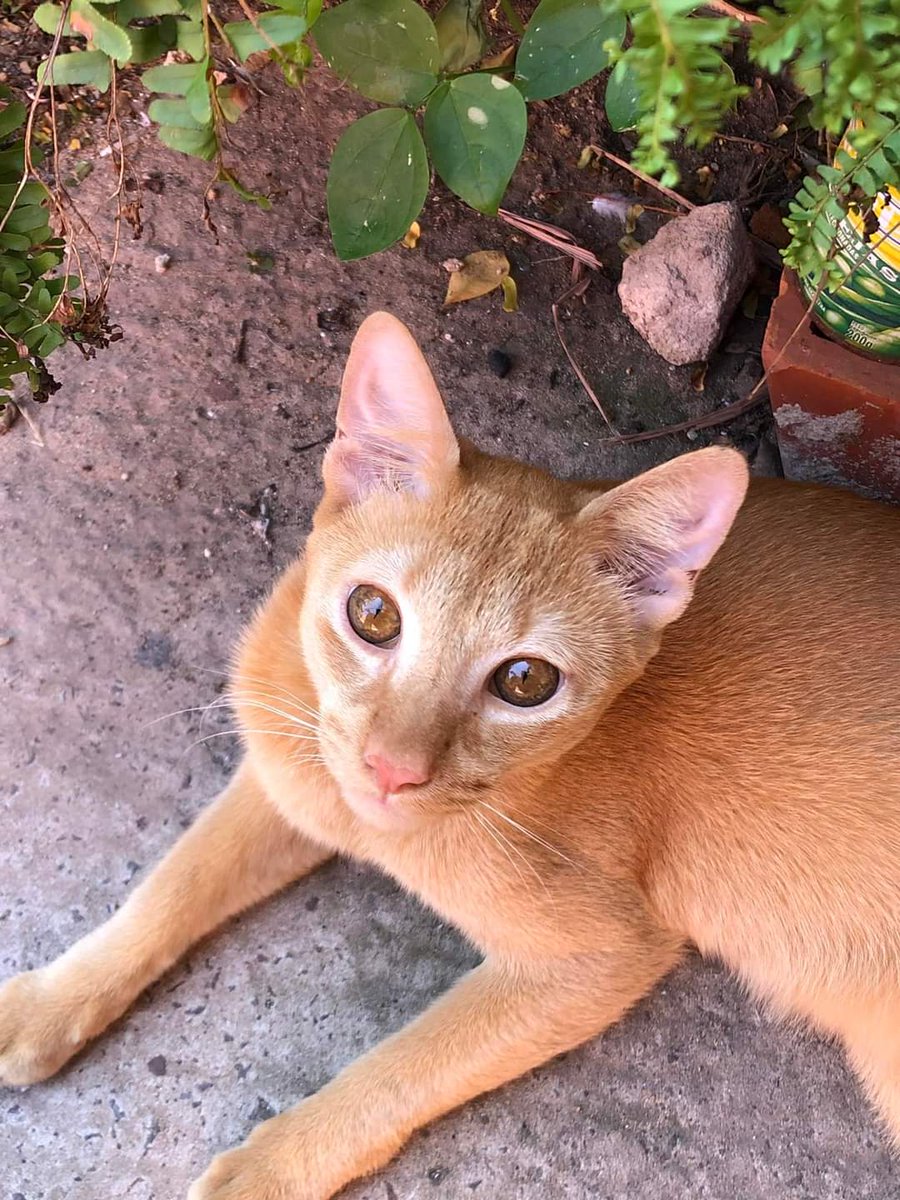 koalandeMichi's tweet photo. Buscamos a Michito 
Se perdió en la ciudad de Asunción Avda Fernando de la Mora y Luis Morquio sí tienen alguna información se pueden comunicar 0981268379 🙏 RT 👇🏻🙏🏻 https://t.co/OHXxsQT8dj