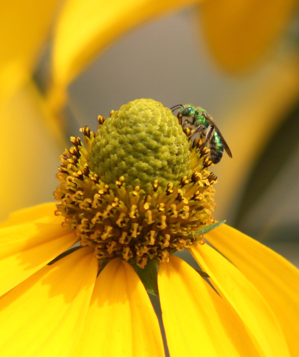 Pollinator Partnership tweet media
