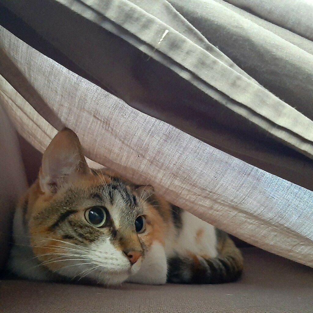 kitcatpuzzle's tweet photo. Exploring the space between the couch and the couch cover 😸

#catlife #undercovercat #catantics #calicocats #catsofinstagram https://t.co/dVkaanggtf https://t.co/Nt6mBhm0nM