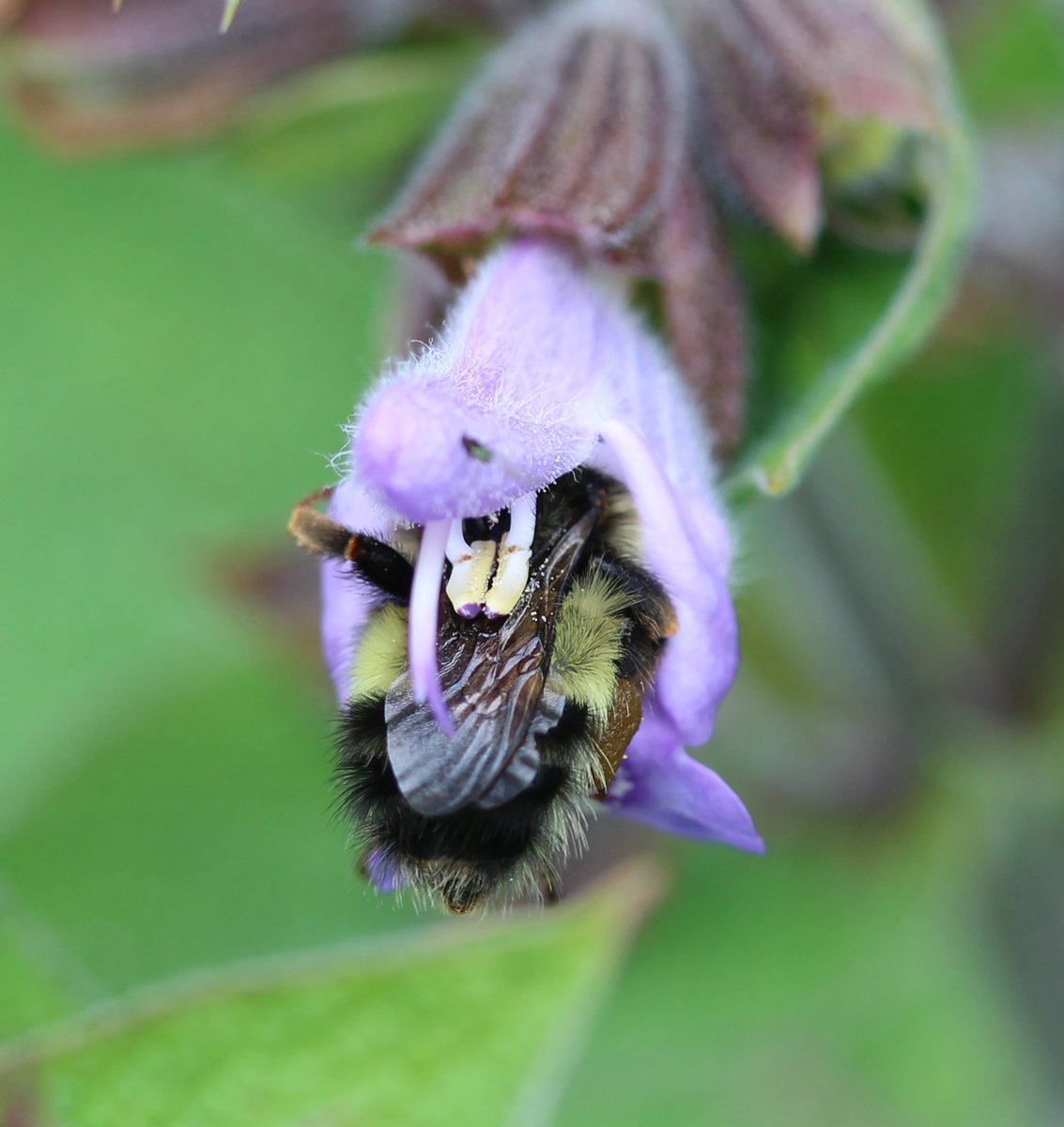 zucchinibeemama's tweet photo. A garden sage flower demonstrating nototribic pollen distribution. As the bee enters the flower to drink nectar the anthers dust its thorax with pollen. #Bombusflavifrons #salviaofficinalis #bcnativebees  #PollinatorWeek @BCNativeBees https://t.co/Qo83bs4AFY