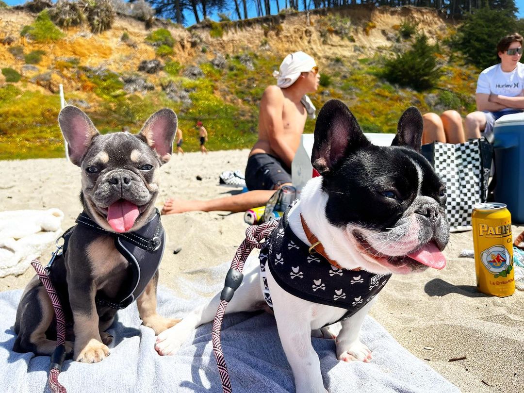 Tongues out and ready for some sun ☀️ Happy #FirstDayOfSummer 📸: pardonmyyfrenchiess