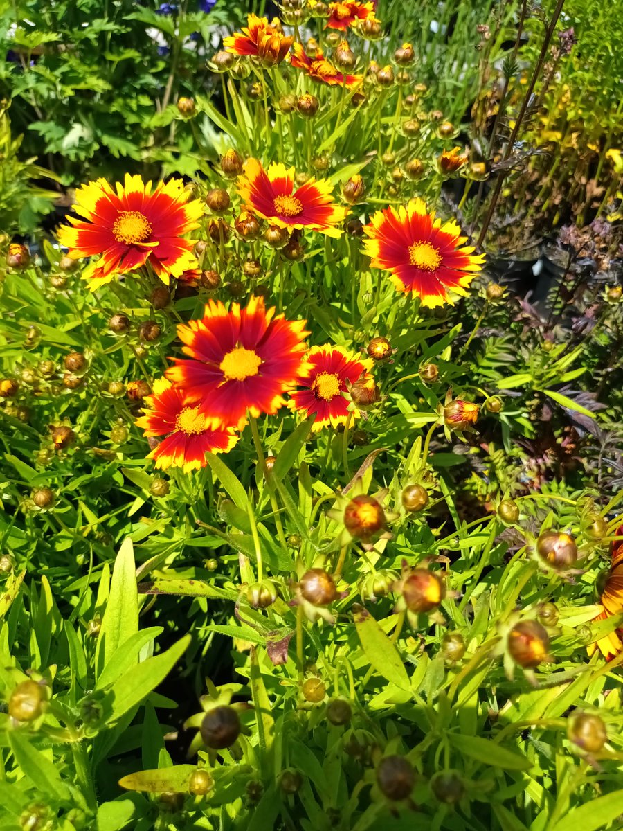 ComFirstPBoro's tweet photo. Shopping for plants today https://t.co/wt4WYBF4JO