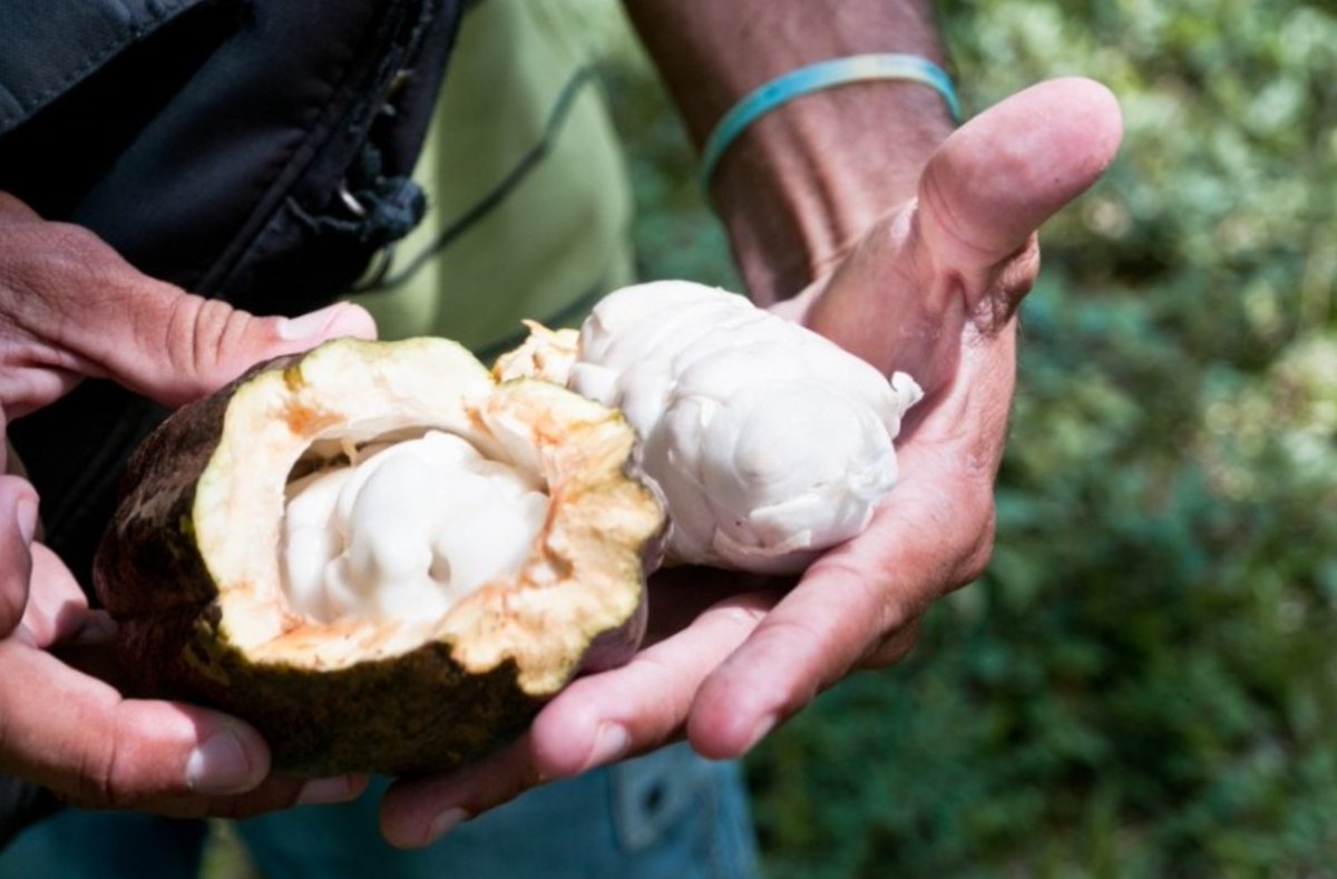 GoodSam Foods has announced a new venture with Colombian chocolate manufacturer <a href="/Luker_Chocolate/">Luker Chocolate</a> to boost educational programmes in cocoa communities! Learn about how this program will help close the digital divide in Colombia.

confectionerynews.com/Article/2022/0… 

📷: <a href="/ConfectioneryNw/">ConfectioneryNews</a>