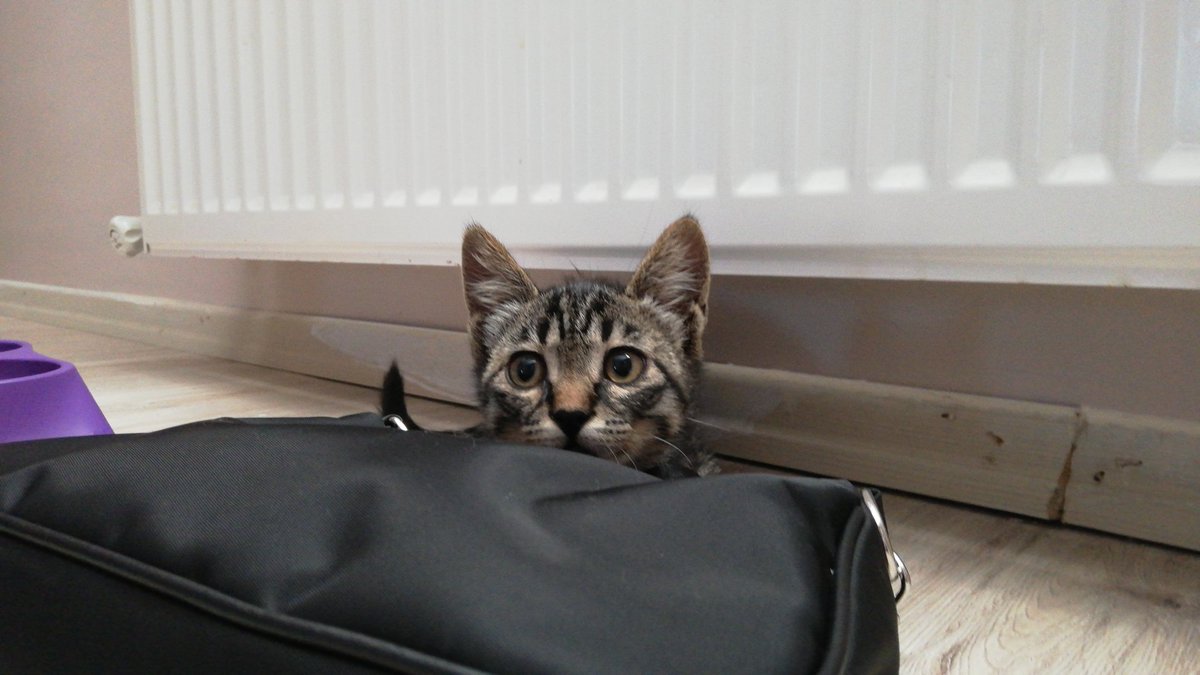 YUVALANDIRMA İLANİ!
Gözü hasta halde bulunup geçici yuvaya alınan, oyuncu mu oyuncu, insanlara delicesine aşık olan bu çocuğa en güzelinden yuva arıyoruz. 2.5 aylık, erkek, sağlıklı.
İstanbul ve çevresi olur 🐾
#satinalmasahiplen