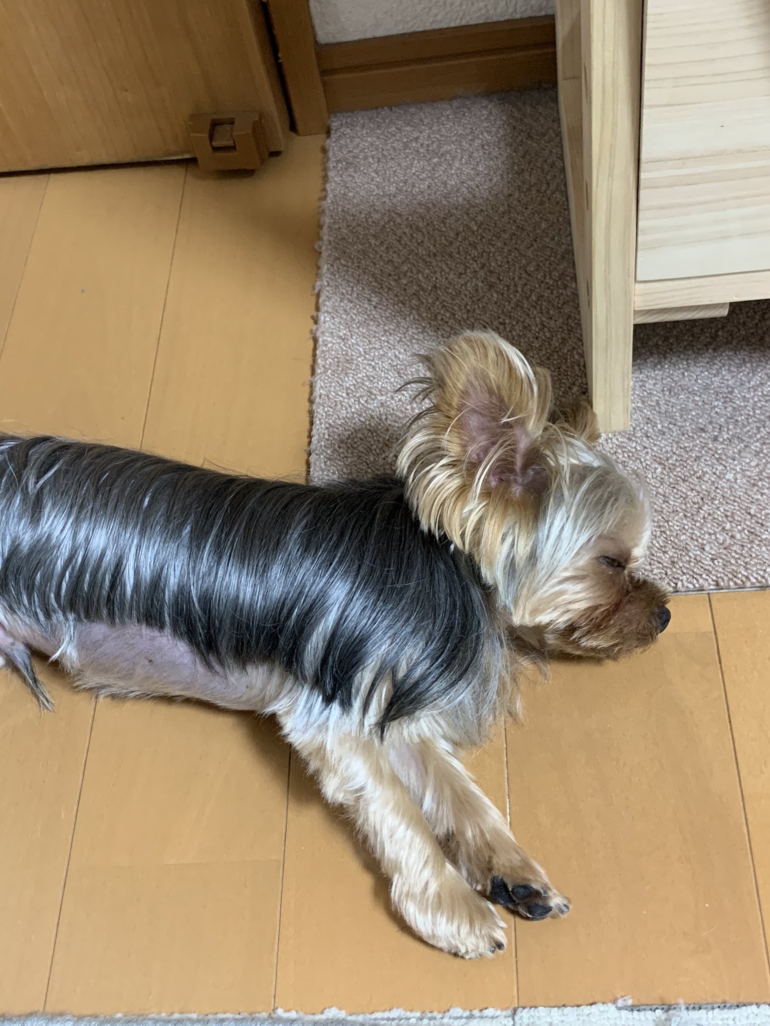 坊ちゃん刈り Twitter Search Twitter