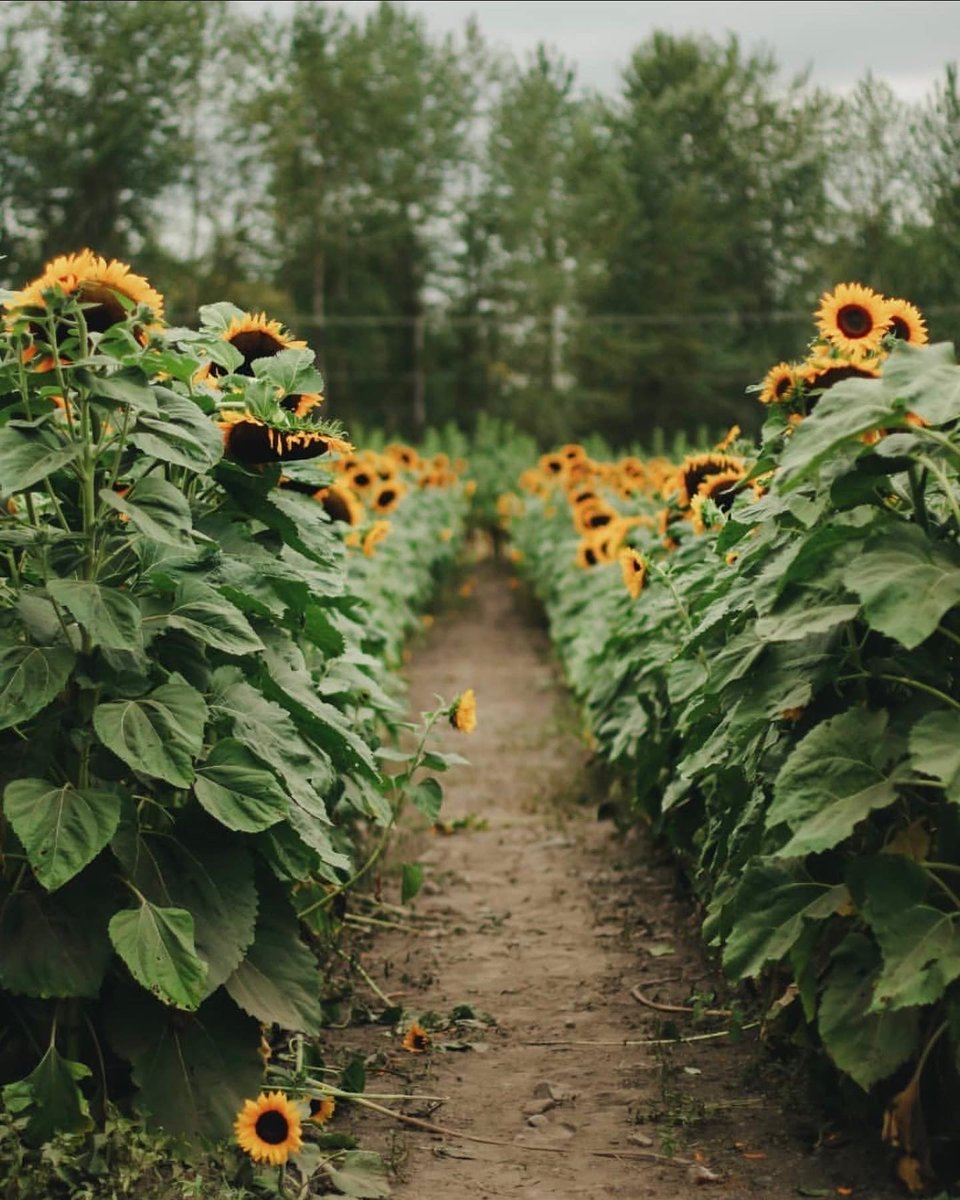 Maris Farms tweet media