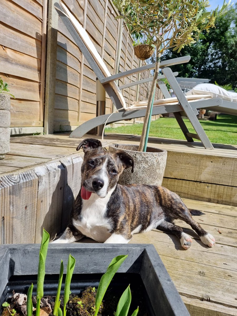 Beau wants to thank you for supporting animal and homeless charities when you by her coffee!! 🐾 #grattitude #homeless #animalcharity #sharingprofits #bethechangeyouwanttosee #maddogcoffeeuk #DogsofTwittter #tuesdayvibe