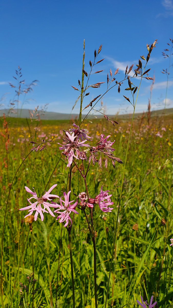 BethNatureWatch's tweet photo. Day 21 of #30DaysWild and on a team day with @ypp_peat getting a tour from our wonderful @YWT_North colleagues of Ashes Pasture and Salt Lake Quarry, so many flowers and so many orchids, what a wonderful summer solstice! https://t.co/3edndiezoK