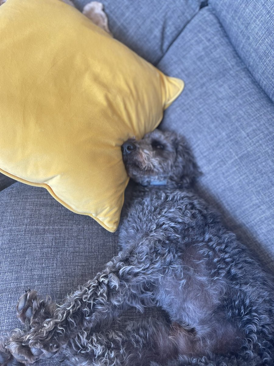 WilsonandJim1's tweet photo. We both loves a cushion and sleeps in the funniest positions too! 🐶🐶 https://t.co/fotPRr1Dft