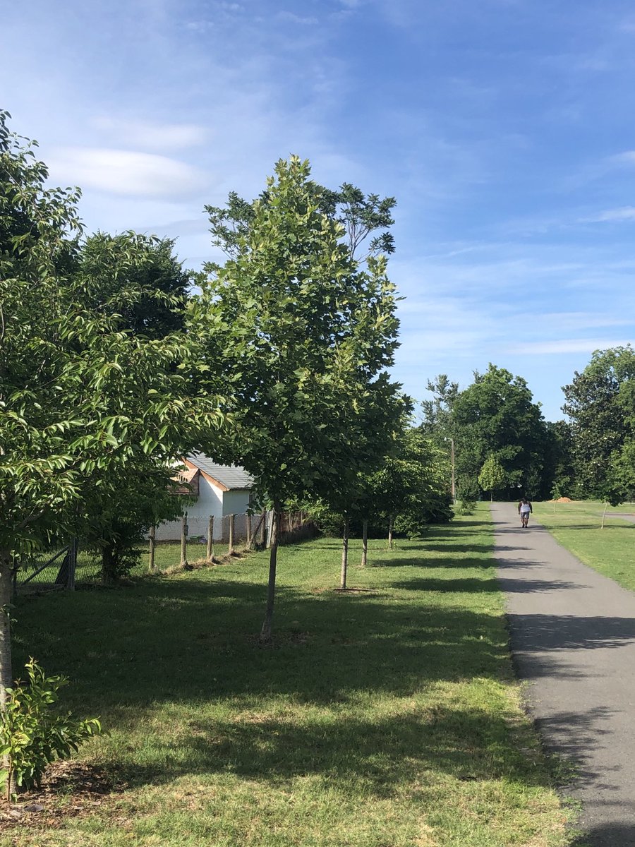 abj4cleanwater's tweet photo. Grinning like a little kid.
Trees we planted 3 years ago are thriving. Playground shade where there once was none. I ❤️my job.
@chesapeakebay
#rootedinHopewell https://t.co/P9xHAvTkgn