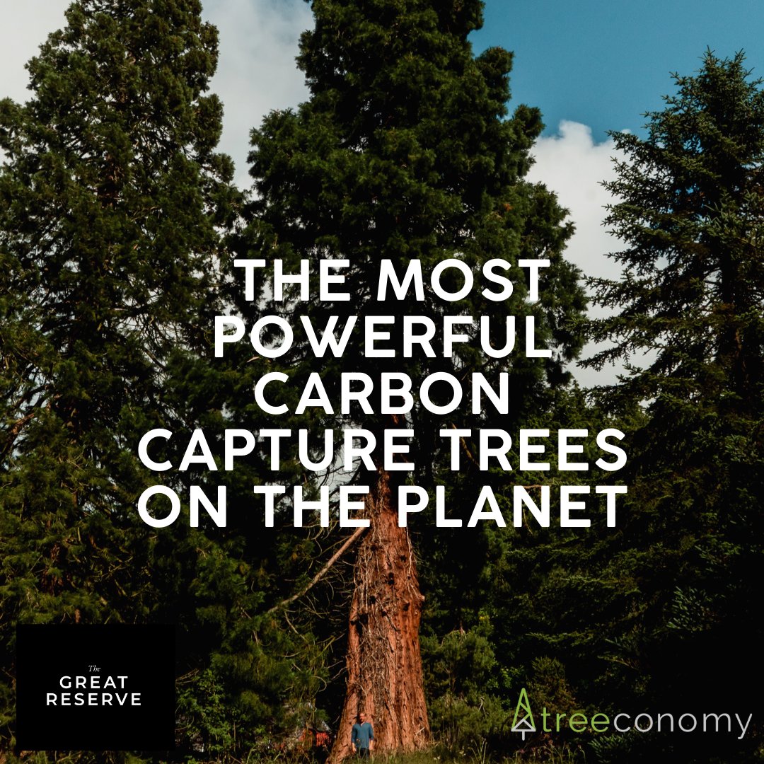 🚨 New Product Alert 🚨

A pioneering project on the corporate market for the first time ever, @OneLifeOneTree and Treeconomy are thrilled to bring to you The Great Reserve! (1/8)