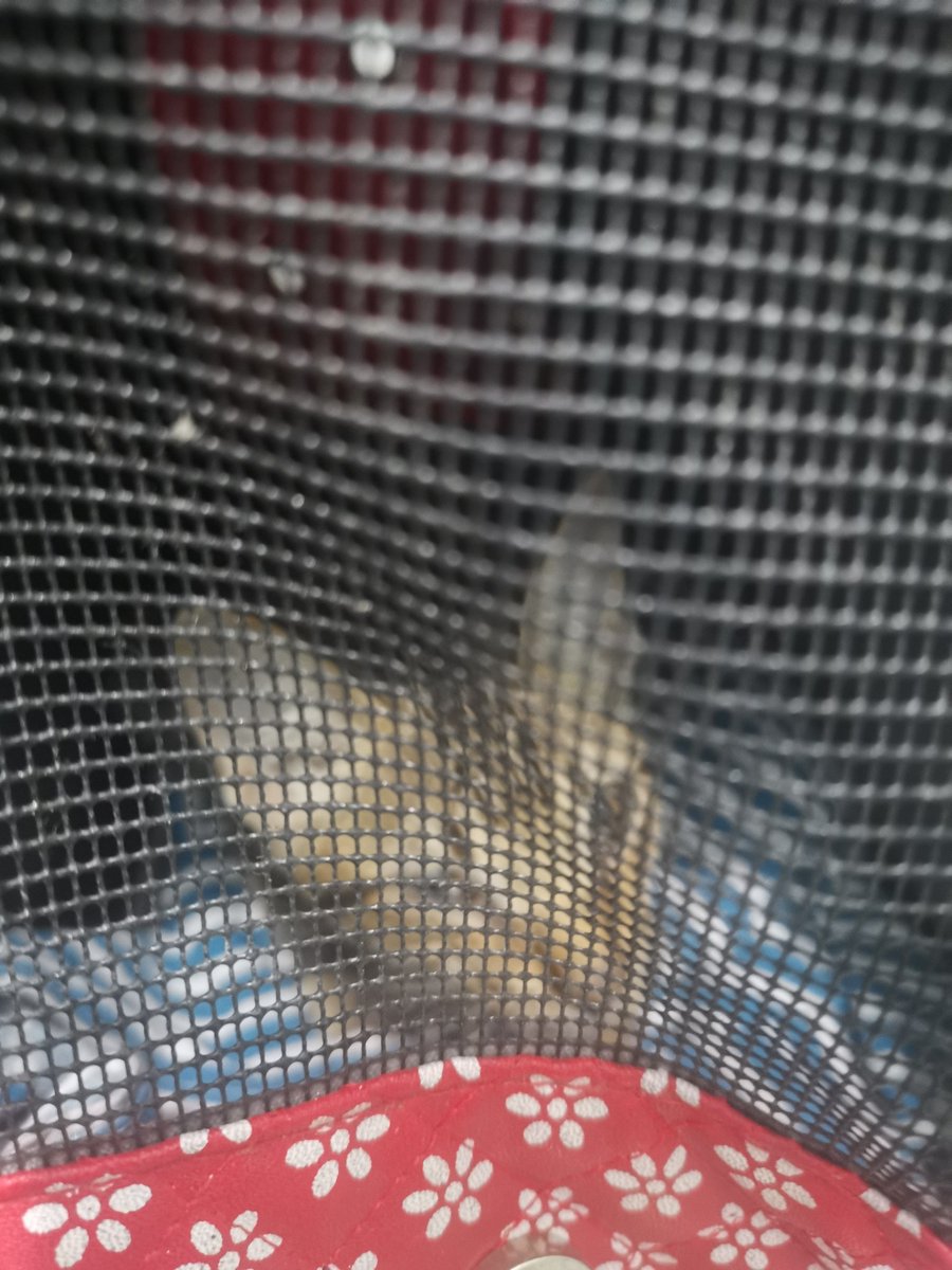chefhannahdc's tweet photo. HELLO EVERYONE! We're still accepting donations for Coffee the rescue cat's treatment. I will attach the link to excel file  which contains treatment expenses with receipts, donations, and the clinic's quote for the next consultation. I will be updating in ASAP.... https://t.co/6Hmm4tmUJZ
