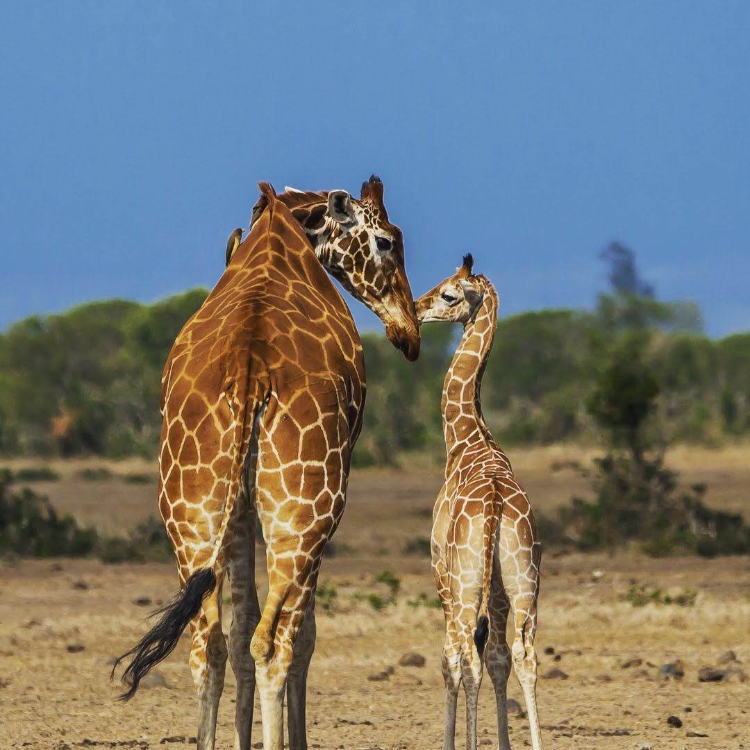 serenahotels's tweet photo. World Giraffe Day is an exciting annual event initiated by @giraffe_conservation foundation to celebrate the longest-necked animal on the longest day of the year on 21 June โ every year!
Happy World Giraffe Day from #SerenaSweetwaters with this mum and baby. https://t.co/mFiDiqOSCP