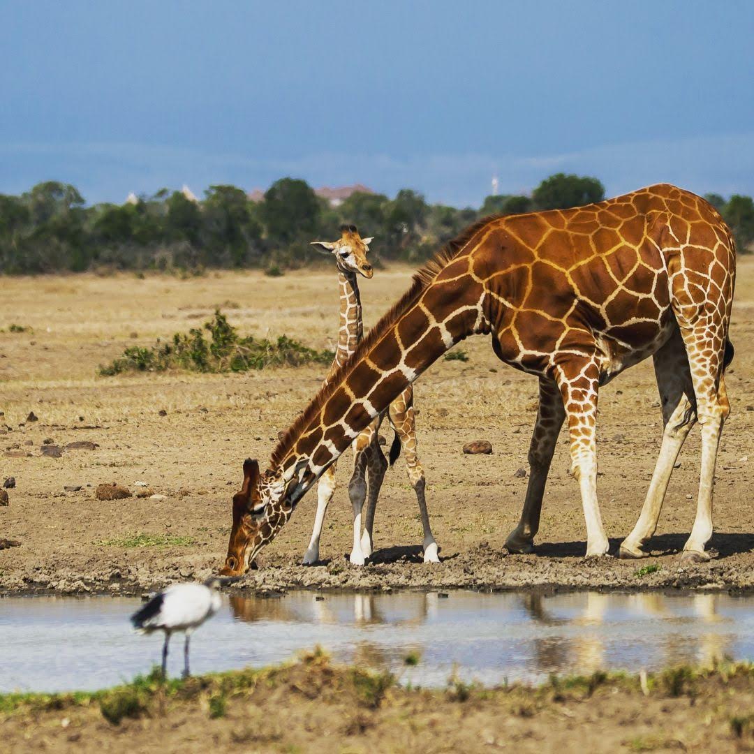 serenahotels's tweet photo. World Giraffe Day is an exciting annual event initiated by @giraffe_conservation foundation to celebrate the longest-necked animal on the longest day of the year on 21 June โ every year!
Happy World Giraffe Day from #SerenaSweetwaters with this mum and baby. https://t.co/mFiDiqOSCP
