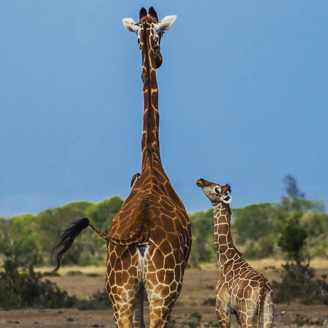 serenahotels's tweet photo. World Giraffe Day is an exciting annual event initiated by @giraffe_conservation foundation to celebrate the longest-necked animal on the longest day of the year on 21 June โ every year!
Happy World Giraffe Day from #SerenaSweetwaters with this mum and baby. https://t.co/mFiDiqOSCP