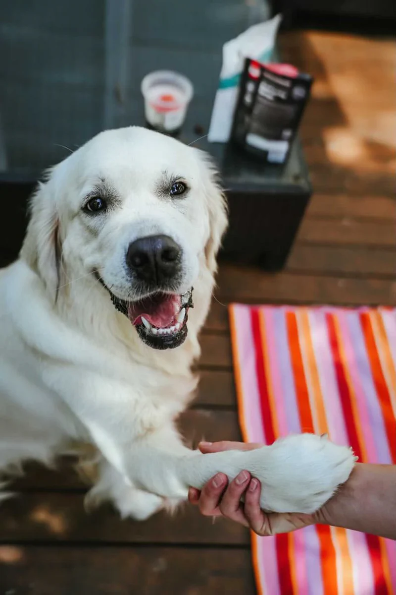 a distinguished cream colored retriever looks up at the camera with a smile while she has her paw in the hand of a human