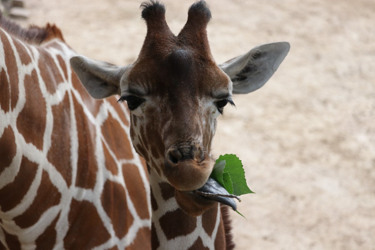 In honor of #WorldGiraffeDay, today only, you can symbolically adopt a reticulated giraffe for $89. Symbolic adoptions make great gifts and help the Dallas Zoo to care for our own giraffe family and support our wildlife conservation work. Adopt today: bit.ly/2WGlPLX