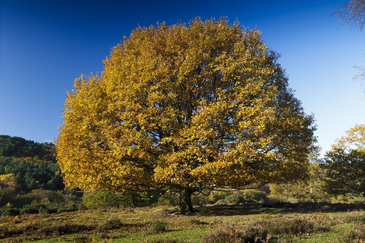 Did you know that in folklore oak #trees have long been associated with the #SummerSolstice – the longest day &amp; shortest night?

The Celtic name for Oak is ‘Duir’ which means ‘doorway’, reflecting the world entering the waning part of the year and the days becoming shorter🌳