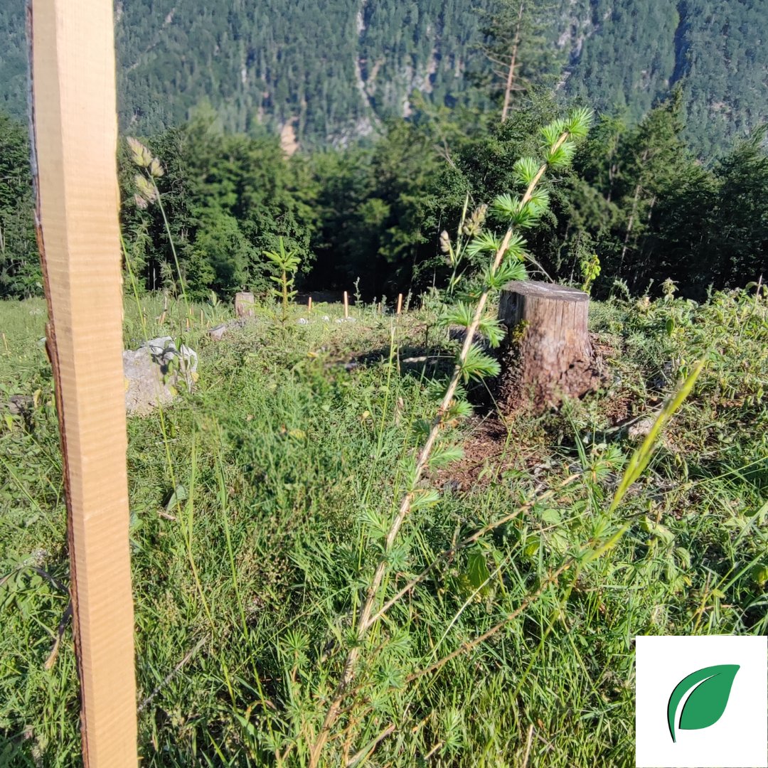 treebity's tweet photo. #2 We plant trees🌲
Our #treebity project already planted 1000 trees 🌳and hopefully next 1000 will be planted with your help.
.
Read our previous tweets on this huge achievement😀 https://t.co/1WxDBXzAlV