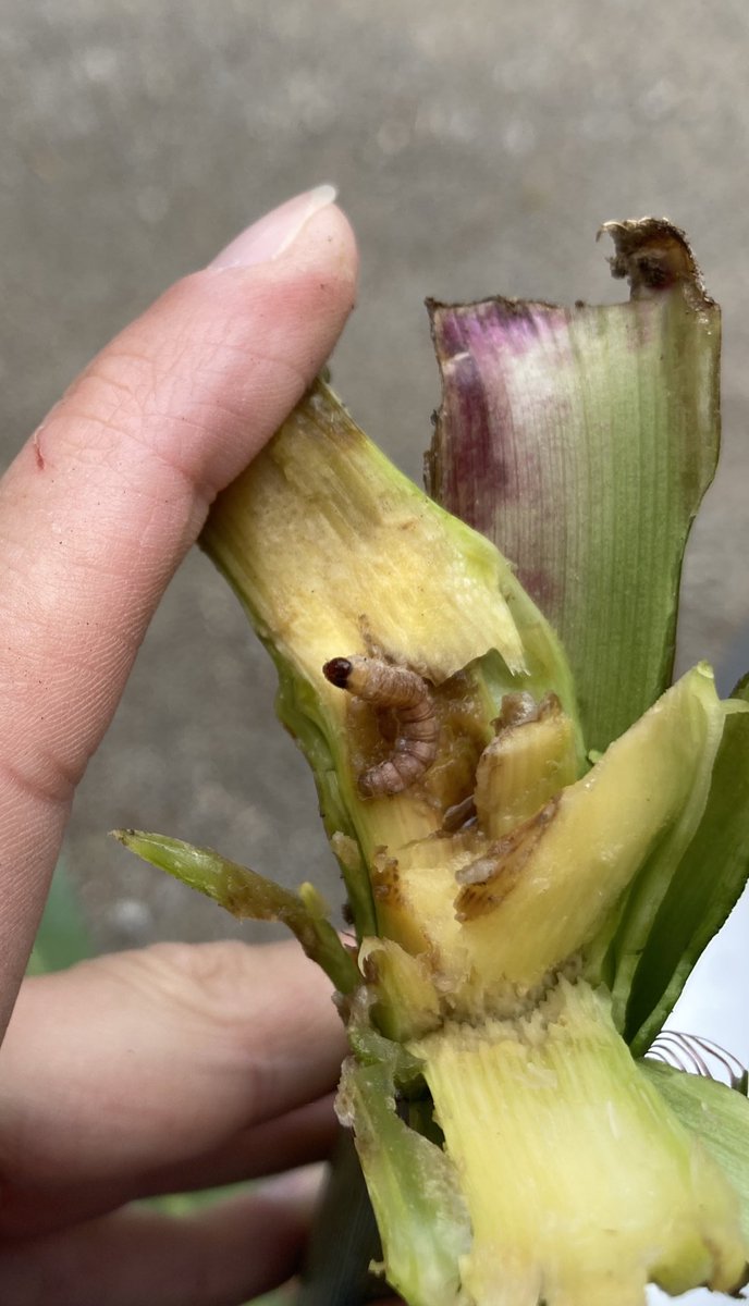 laetitiaJ_FMC's tweet photo. En passant devant un 🌽 🔍🔍

▶️ quelques pieds versés sans former de passage (🚜🐗)

▶️ les feuilles du cornet qui se dessèchent subitement sur ce maïs à 8-10 feuilles 

🤔🕵️‍♀️Faut en avoir le cœur net 😁

➡️ #Sesamie est bien passée par là 🐛🐛

#CornLovers https://t.co/Pr1dgaj95o