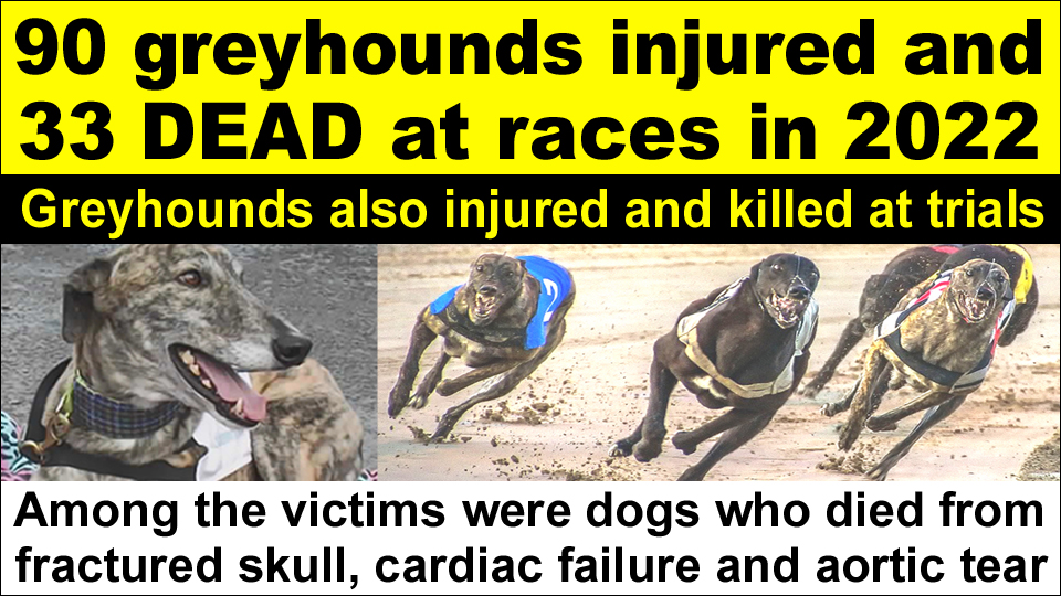 Suffering and death continuing at tracks around Ireland, with 90 greyhounds injured and 33 dead since the start of the year • Greyhounds also killed at trials • Among the victims were dogs who died from fractured skull, cardiac failure and aortic tear facebook.com/banbloodsports…