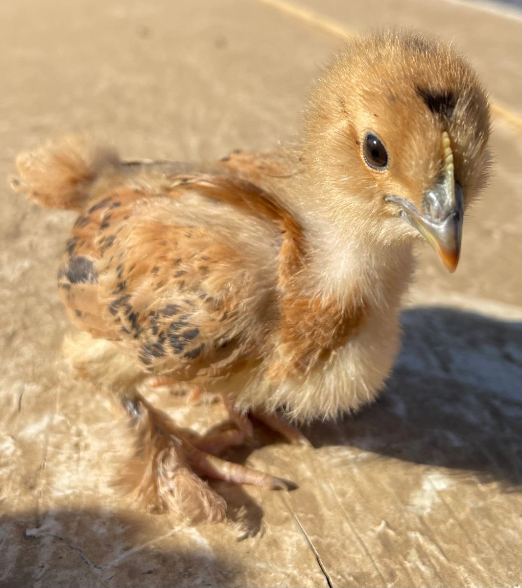 Chick-Ranch tweet media