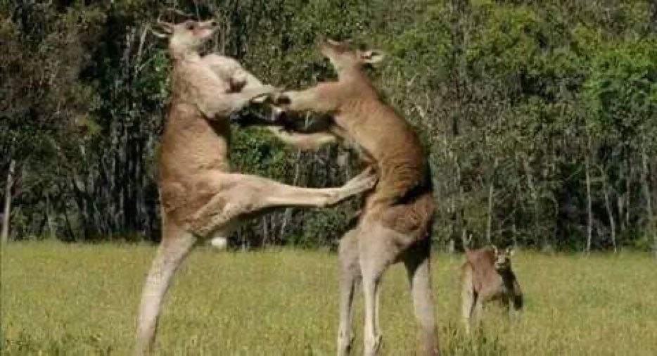 Don_Puass's tweet photo. —Mi amor, ¡estoy embarazada!

—Estabas... https://t.co/HuGyvhLgWD