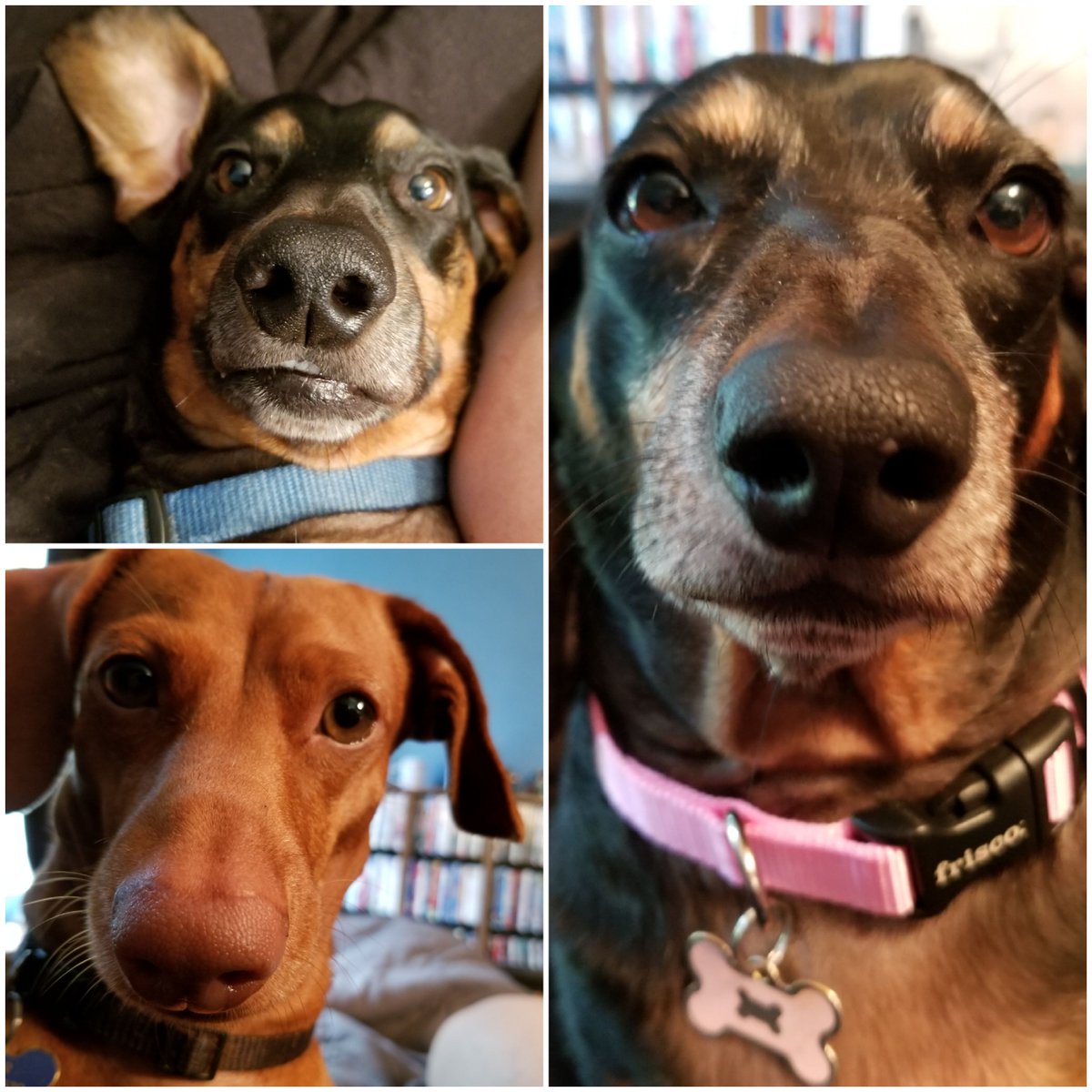 Happy World Dachshund Day!