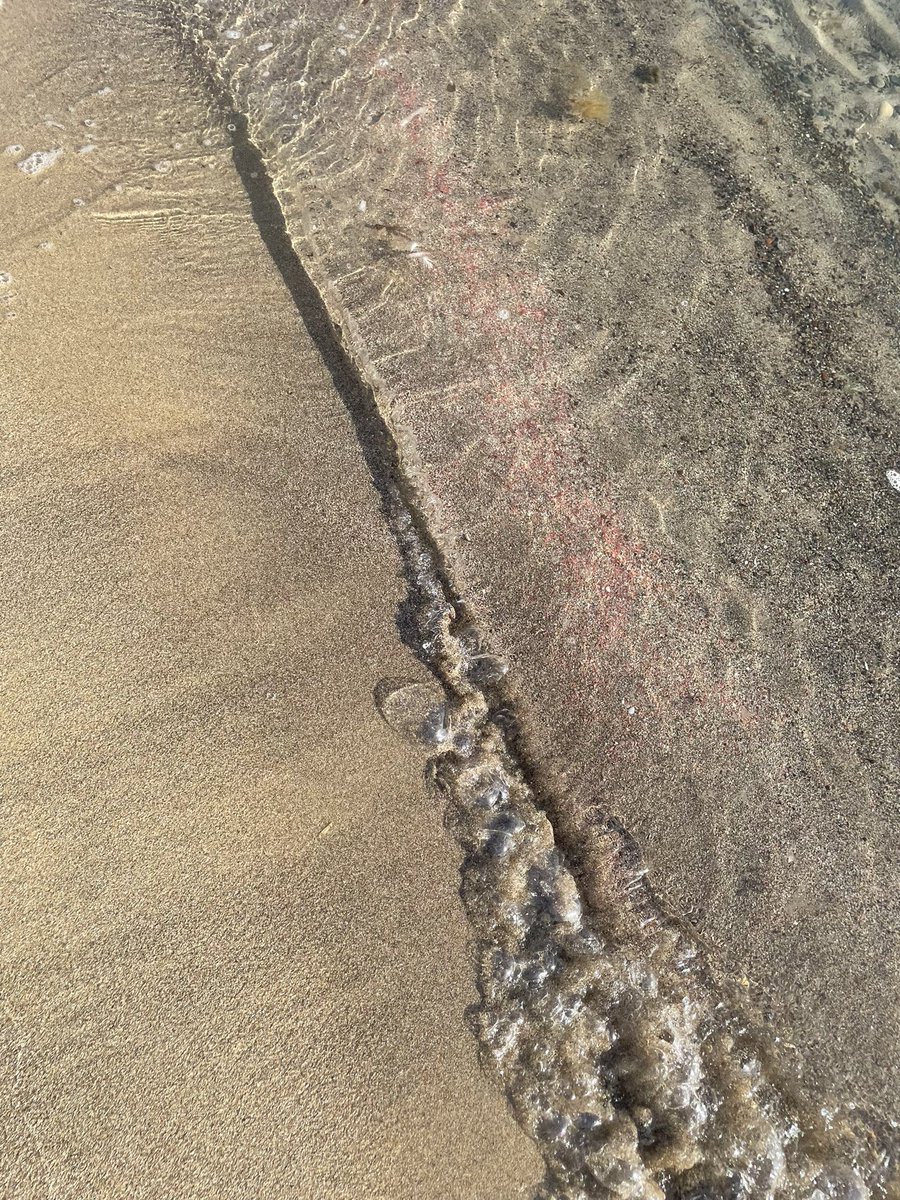 Coral fragments 
Spiaggia Poglina
#alghero #rivieradelcorallo
#sardegna