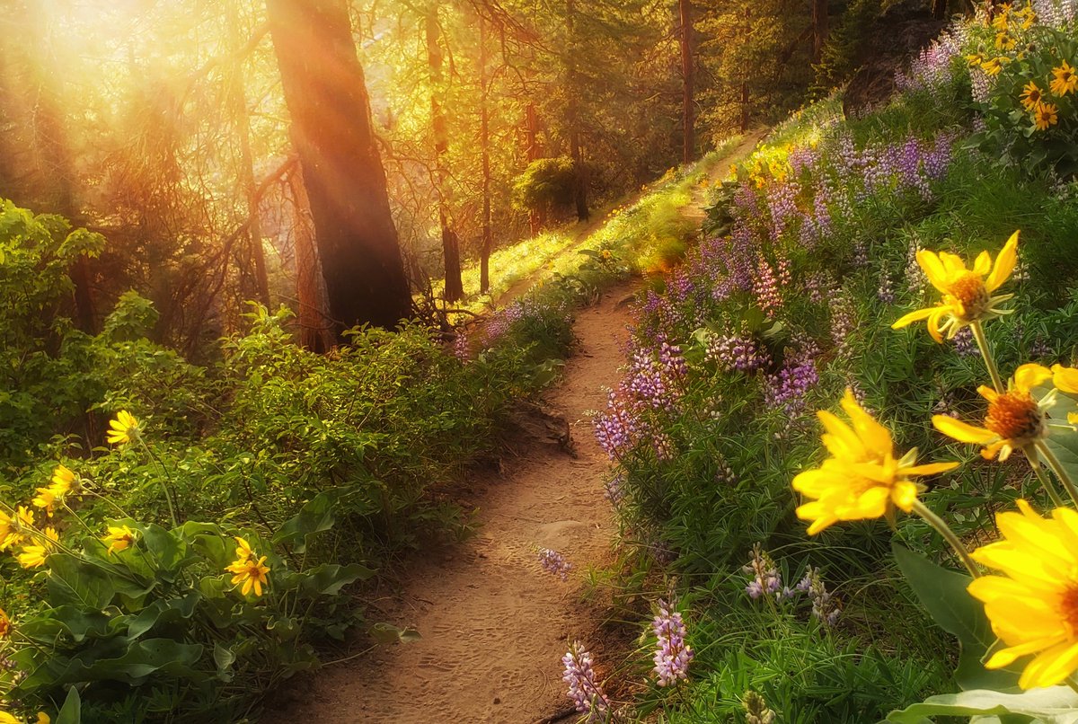 chickenbutt405's tweet photo. Good Morning and Happy Solstice Everyone!  #SummerSolstice2022 #Summer #FirstDayOfSummer #NaturePhotography #NatureIsCalling #getoutside #savethesoil #cancerSZN #Litha #PNW #fearwomen # https://t.co/xlhNH8DH9N