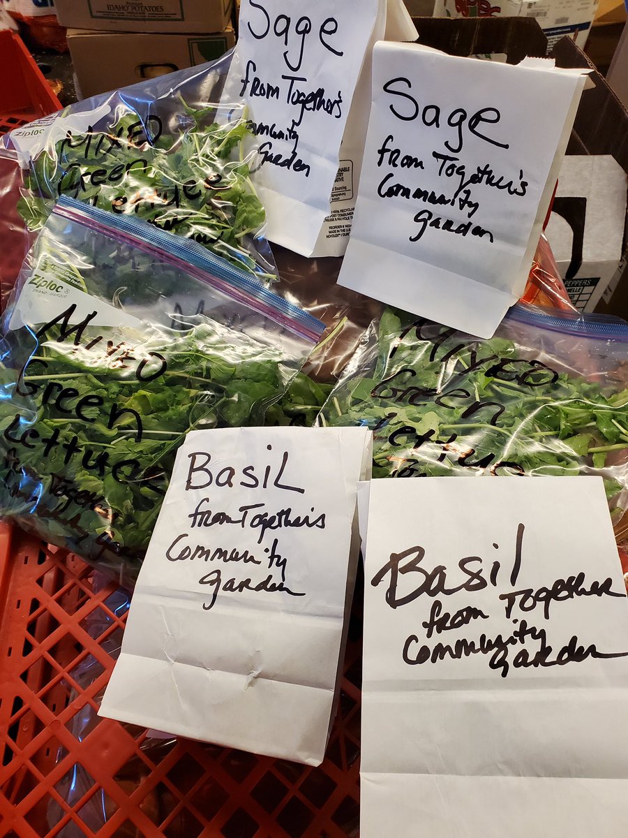 TogetherOmaha's tweet photo. Happy Tuesday! We had volunteers from CyncHealth in the garden this morning harvesting and picking fresh basil, mixed green lettuce, sage, and more! Everything they picked this morning will be going to pantry delivery recipients in Council Bluffs; thank you CyncHealth! https://t.co/HIvSduopzs