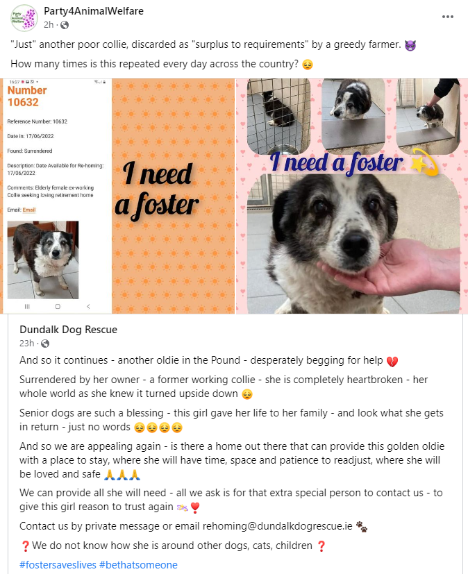 AnimalPartyIE's tweet photo. "Just" another poor collie, discarded as "surplus to requirements" by a greedy farmer. 👿
How many times is this repeated every day across the country? 😔
#fostersaveslives #bethatsomeone
#AdoptDontBuy https://t.co/klj8AwKN8C