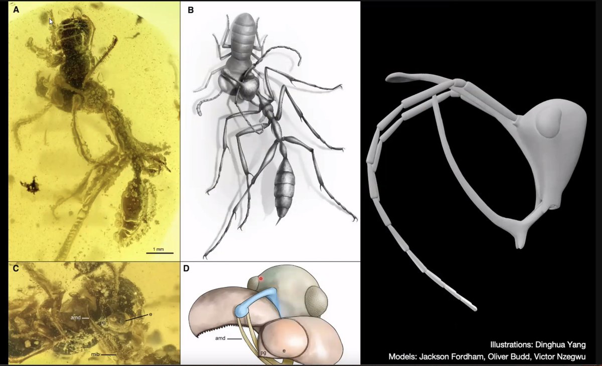 ange_cibrian's tweet photo. Want to hear about #hellants @Haidomyrmex or #evolution of #digital organisms? Sign up for the virtual #Evol2022 meeting now!!🎉 https://t.co/ApvLxYaTrt https://t.co/VHQYyCituQ