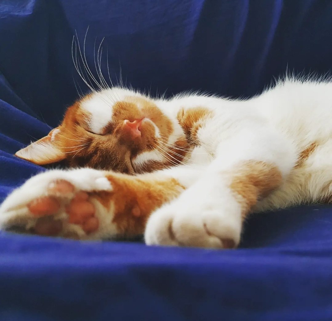 #bringyourcattoworkday und was Herr Lui davon hält... : )