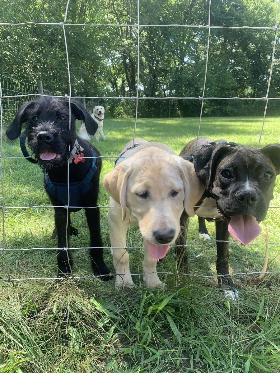 PGIdogs's tweet photo. NATIONAL DOG PARTY DAY!🎉
Our dogs love to let loose and hang out with their friends! Who is your dog’s best friend?
#pgidogs #facilitydog #workingdog #givingindependence #serivicedogsrock #doghero #pawsgivingindependence #labradors #doodle #retrievers #AllInIllinois https://t.co/Ym0pG9F0As