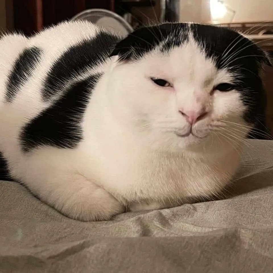 TranslatedCats's tweet photo. Non is a cat that never gets angry. https://t.co/0pzAuxnDIS