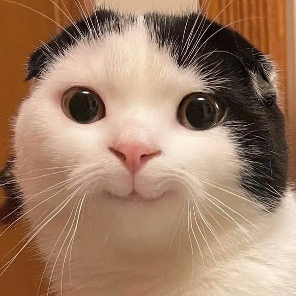 TranslatedCats's tweet photo. Non is a cat that never gets angry. https://t.co/0pzAuxnDIS