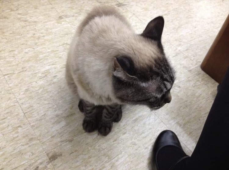 tothinton's tweet photo. アイコンにもお借りしている友人の今は亡き愛猫のちゃちゃ\(◡̈)/保護猫ちゃんで本当に可愛かったなぁ… https://t.co/avAnIlO8FE