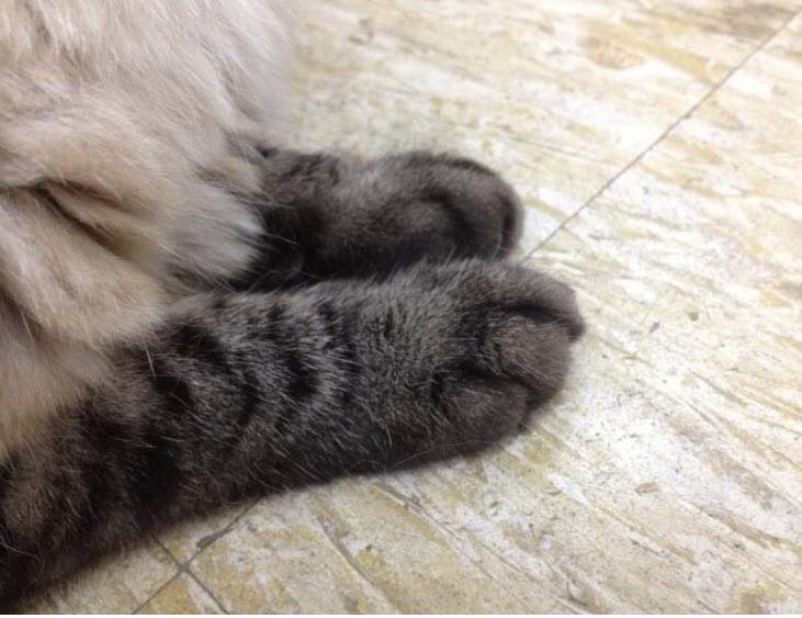 tothinton's tweet photo. アイコンにもお借りしている友人の今は亡き愛猫のちゃちゃ\(◡̈)/保護猫ちゃんで本当に可愛かったなぁ… https://t.co/avAnIlO8FE