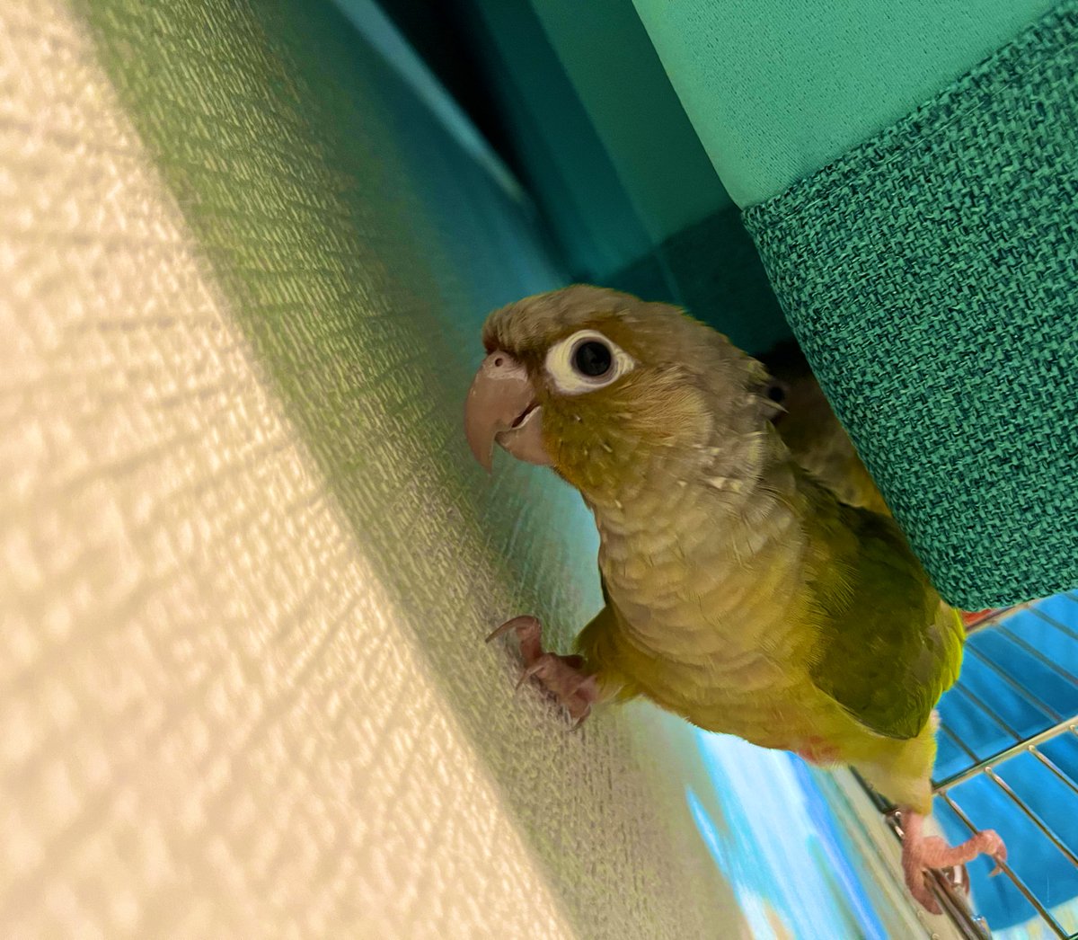 はじめまして⭐️きょもぴと申します🥰

わが子のインコ日誌をつけながら
可愛いインコちゃん達を拝ませて貰いたくTwitterはじめました🥰

モナちゃん(ワキコ)
キョロちゃん(シナモン)
ピノちゃん(セキセイ)と生活しております☺️
是非とも仲良くしてください🙌💓

#ウロコインコ
#セキセイインコ
#インコ