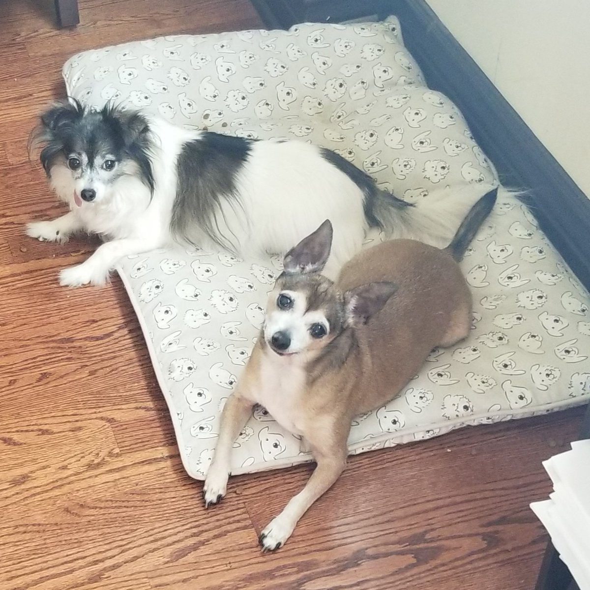 My dogs think they want to go out -- but they really don't. 100 degrees today #heatwave