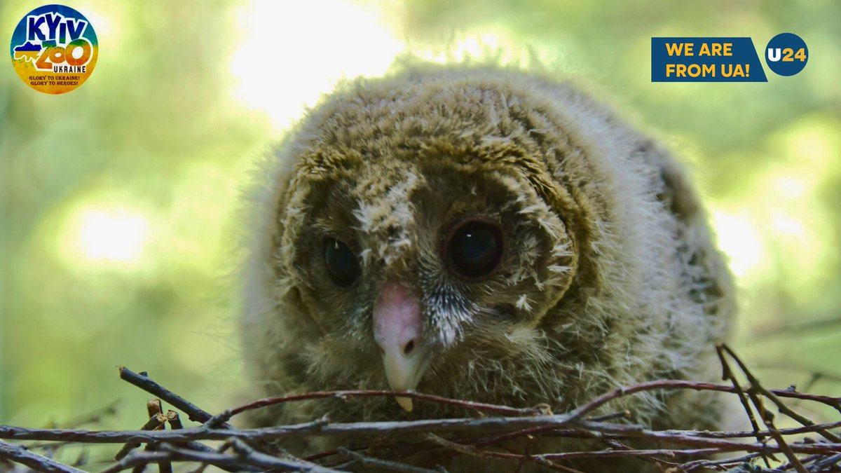 Mace on Twitter "RT u24_news 🦉Their story is an example of saving a