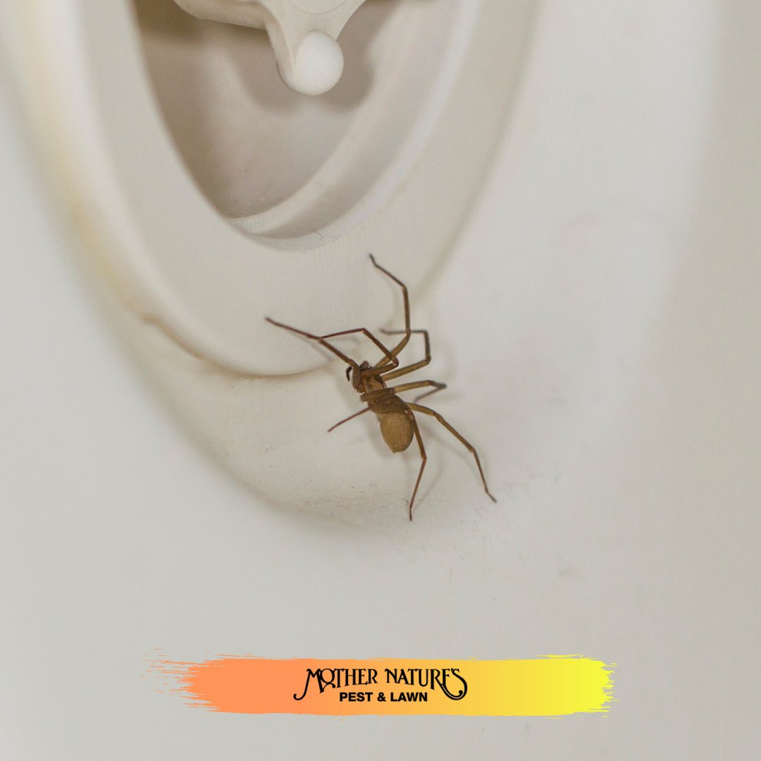 MotherPestOK's tweet image. More than 40,000 species of spiders have been spotted in the world. The common venomous spiders are the brown recluse, western black widow, armed spider, and much more. 🆘 #spiders #okcpestcontrol #tulsapests #mothernaturespestandlawn