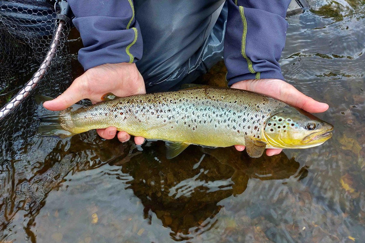 RiverTweedNews's tweet photo. HUGE thanks to the five Trout associations in the #ScottishBorders whoโve donated over ยฃ7k in cash & equipment to support our fishery research & education work #Coldstream #Peebles #Kelso #Hawick #Whiteadder.
More info here:(https://t.co/Fx41WShtwG) https://t.co/ljBTrsRDZr