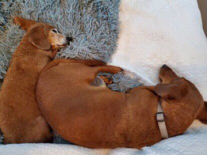 Happy National Dachshund Day! The longest day of the year reserved for the longest dog! #nationaldachshundday