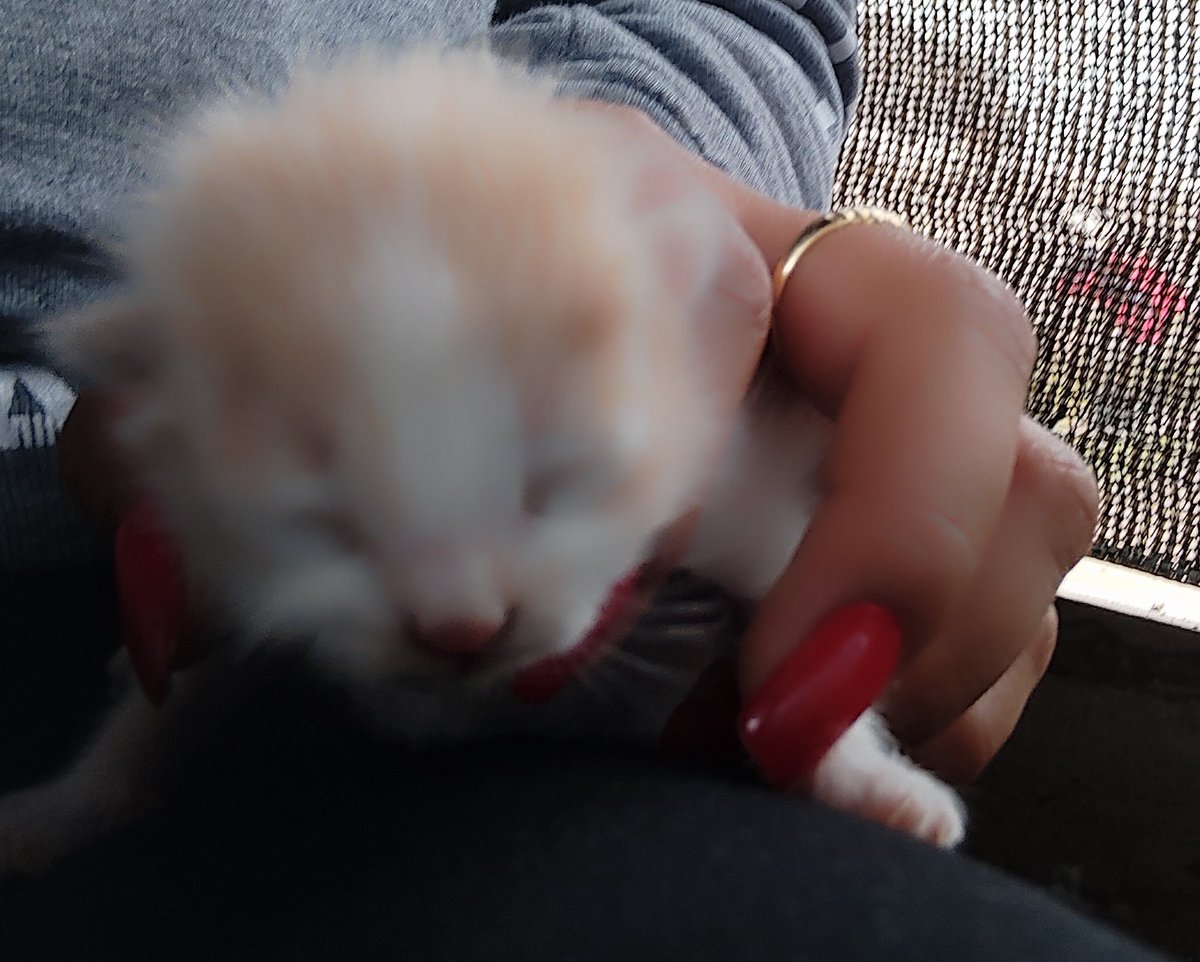steffibethg's tweet photo. Un nuevo integrante en la familia 😻🐱🐈‍⬛ #Roma4 #pancoe19 https://t.co/W6VPta1Nw8