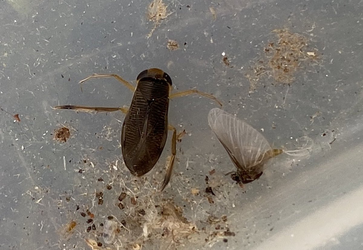 BrennanMartine's tweet photo. More #mothbycatch from the same night as the Deleaster beetles: a little Water Boatman and mayfly. @ColSocBI https://t.co/qO6LVjs6PC