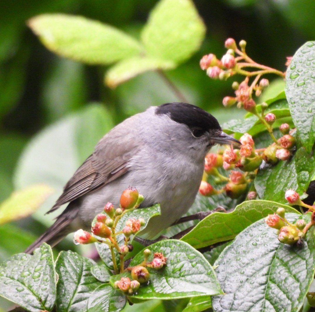 ASPaton's tweet image. Blackcap  - Garden wildlife, Argyll