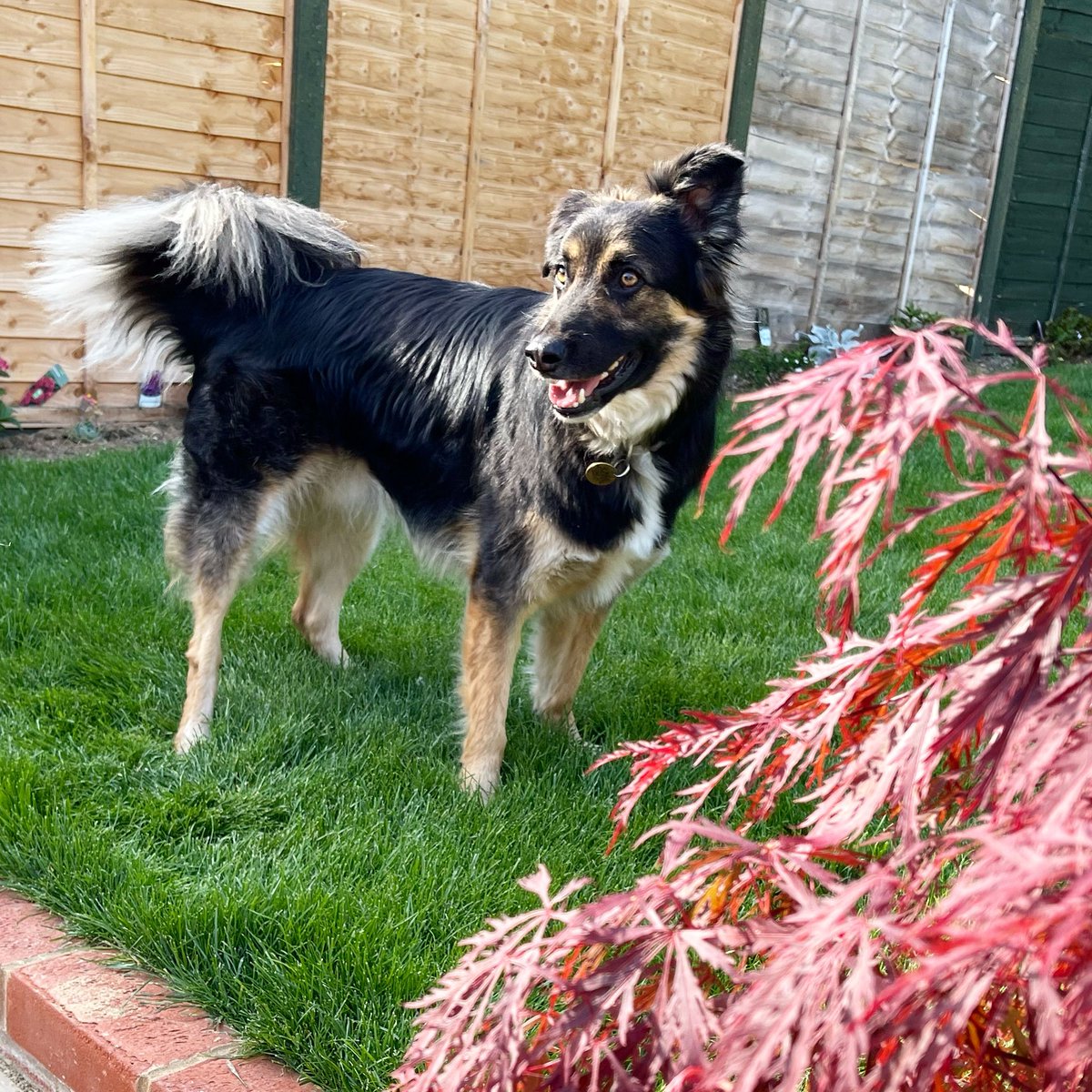 KickLizard7's tweet photo. Daft mutt #RescueJack could be the next super dog model if he wasn’t such a knobhead…
#dogs #dogphotography #pets #dog #puppies #ilovemydog #animals #dogslife #doglife #puppylove #pet #doglove #doglover #dogoftheday #cutedogs #puppy #love #cute #doglovers #doggo https://t.co/QLt6K7yURm